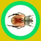 InsectSpider Quest 360x iOS Icon
