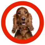 Dog Show 360 iOS Icon