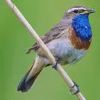 UK Birds Sounds Pro iOS Icon
