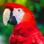 100 Bird Sounds iOS Icon