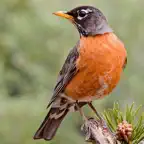 American Birds Sounds Pro iOS Icon