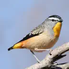 Australian Birds Sounds Pro iOS Icon