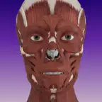AMI Facial Anatomy iOS Icon