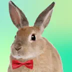 Adopt A Rabbit : Virtual Pet iOS Icon