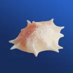 AR Osteoclasts iOS Icon