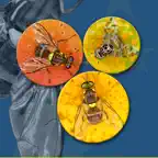 Key important fruit flies EU iOS Icon