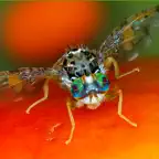 Key selected fruitflies Africa iOS Icon