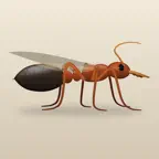Ant Nuptial Flight Predictor iOS Icon