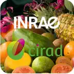 Tropifruit iOS Icon