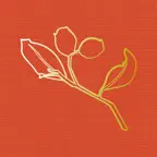 Nyiyaparli Flora iOS Icon