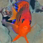 Tahiti Fish ID iOS Icon