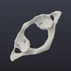 Biomechanics of the Spine Lite iOS Icon