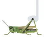Chirping guide iOS Icon