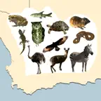 Stuarts Natural History Guide iOS Icon