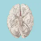 Cerebrovascular & Stroke: WTD iOS Icon