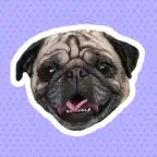 フルカワユウカ OFFICIAL FANCLUB iOS Icon