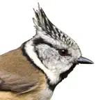 Vögel in Österreich iOS Icon