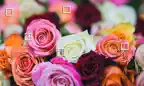 Differences On Tv : Flowers iOS Icon