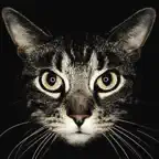 Cat Breeds guide and quiz iOS Icon