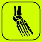 Kości stopy - Quiz z anatomii iOS Icon