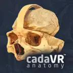 cadaVR anatomy iOS Icon