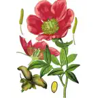 Plant Atlas iOS Icon