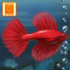 Fish Tycoon iOS Icon