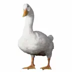 The Duck! Icon