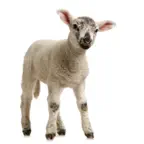 Fun Animal Sounds Icon