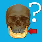 Anatomy Quiz iOS Icon