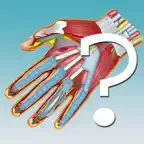 Anatomy Hand Quiz iOS Icon