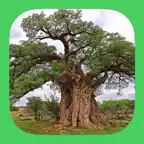 eTrees of Southern Africa iOS Icon