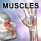 Learn Muscles: Anatomy iOS Icon