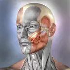 Muscle & Bone Anatomy 3D iOS Icon