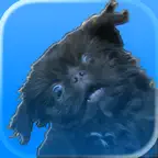 iDogYears Paid iOS Icon