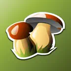 Sieniopas icon