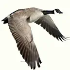Waterfowl Call iOS Icon