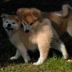 Moment - Time of dogs. iOS Icon