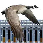 Goose Call Mixer iOS Icon