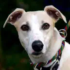 Celia Cross Greyhound Rescue Icon