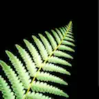 New Zealand Nature Sounds iOS Icon
