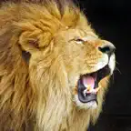 Animal Chatter Pro iOS Icon
