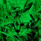Virtual Night Vision iOS Icon