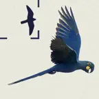 Birds of Brazil icon