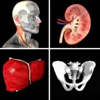 Anatomy Quiz Pro iOS Icon