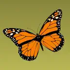 sCHmetterling icon