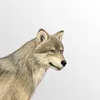 Mammals of North America iOS Icon