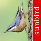 Bird Id - British Isles birds icon