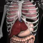 Anatomy 3D - Organs iOS Icon