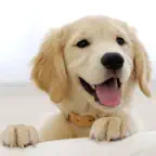 Pet Name Generator Icon